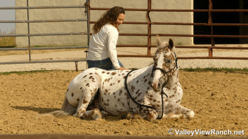 HorseID: 2306242 Boon - PhotoID: 1089887