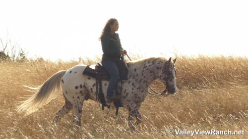 HorseID: 2306242 Boon - PhotoID: 1089891