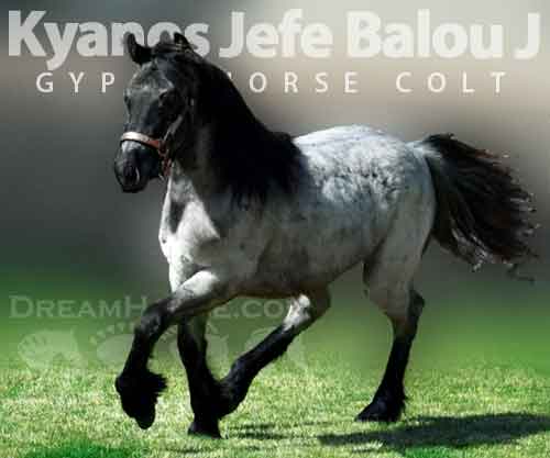 Horse ID: 2269556 Kyanos Jefe Balou J