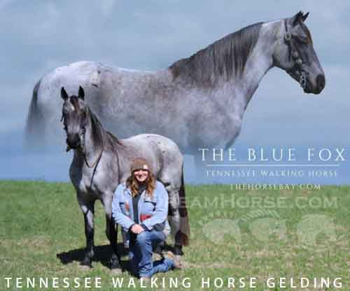 Horse ID: 2269970 The Blue Fox