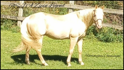 HorseID: 2246316 RSJ A ZIPIN LEGEND - PhotoID: 1008585