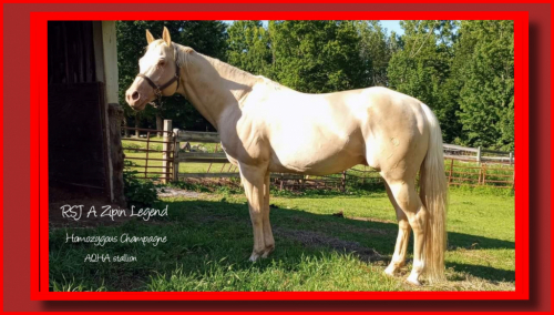 HorseID: 2246316 RSJ A ZIPIN LEGEND - PhotoID: 1008586