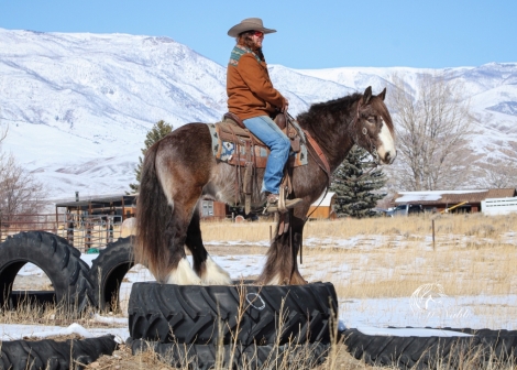 HorseID: 2264144 Silver Agave of Sky Horse - PhotoID: 1043528