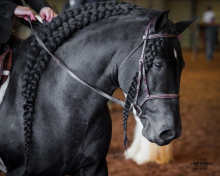 HorseID: 2267876 Dungarvan Black Diamond - PhotoID: 1072343