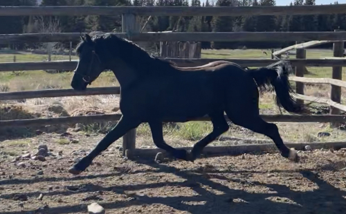 HorseID: 2270843 Evans Black Gruffydd - PhotoID: 1072429