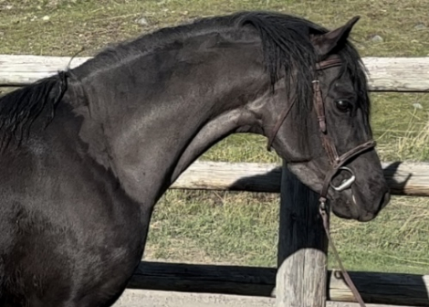 HorseID: 2270843 Evans Black Gruffydd - PhotoID: 1072432