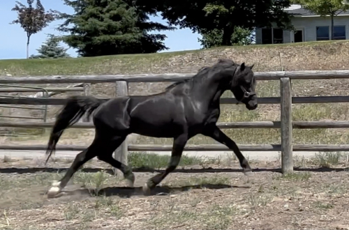 HorseID: 2270843 Evans Black Gruffydd - PhotoID: 1072433