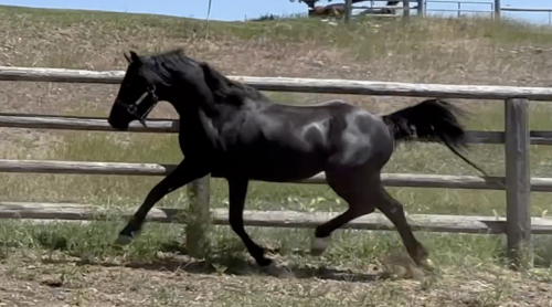 HorseID: 2270843 Evans Black Gruffydd - PhotoID: 1072434