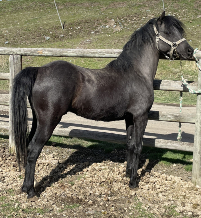 HorseID: 2270843 Evans Black Gruffydd - PhotoID: 1072435