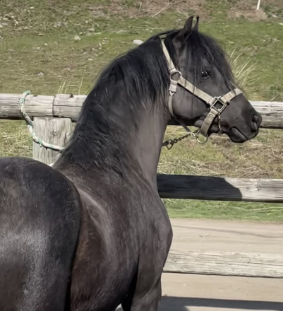 HorseID: 2270843 Evans Black Gruffydd - PhotoID: 1072436