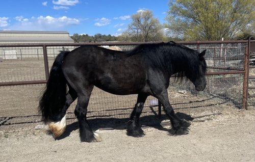 Aunique Dragonfly Niyol, Black Gypsy Horse Mare, Gorgeous gypsy mare in ...