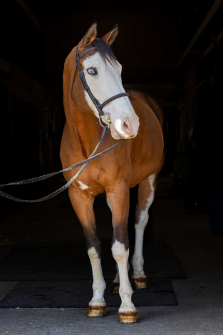 HorseID: 2292786 My Way - PhotoID: 1071916