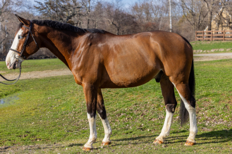 HorseID: 2292786 My Way - PhotoID: 1071917