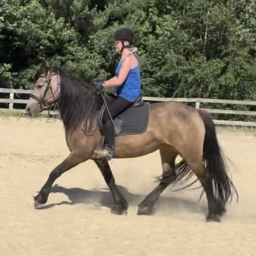 HorseID: 2293200 TMR Rubi - PhotoID: 1072130