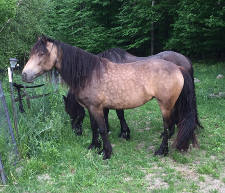 HorseID: 2293200 TMR Rubi - PhotoID: 1072131