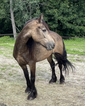 HorseID: 2293200 TMR Rubi - PhotoID: 1072133