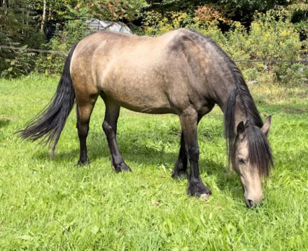 HorseID: 2293200 TMR Rubi - PhotoID: 1072134