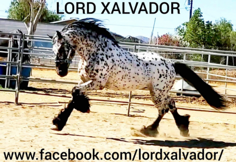 HorseID: 2293200 TMR Rubi - PhotoID: 1072135