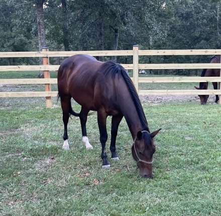 HorseID: 2204599 Black Joe Hancock - PhotoID: 1055110