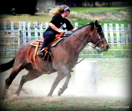 HorseID: 2213597 MAGNUM SHOOTER BUCK - PhotoID: 1054304