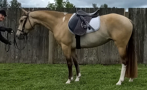 HorseID: 2217362 Stunning Dunskin 14.1h Mustang Pony Mare 4 socks - PhotoID: 1055434