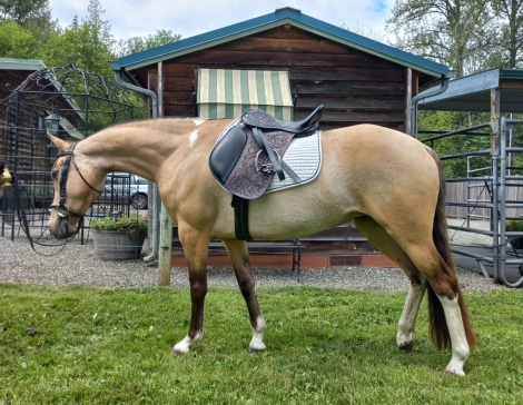 HorseID: 2217362 Stunning Dunskin 14.1h Mustang Pony Mare 4 socks - PhotoID: 1055436