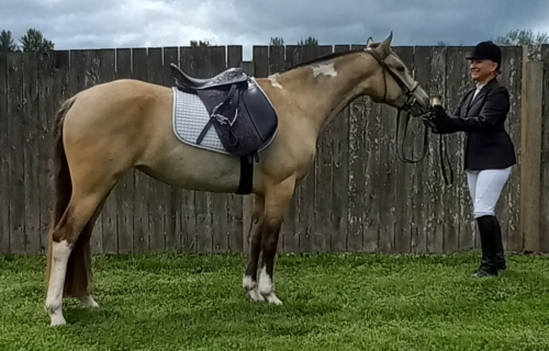 HorseID: 2217362 Stunning Dunskin 14.1h Mustang Pony Mare 4 socks - PhotoID: 1055437