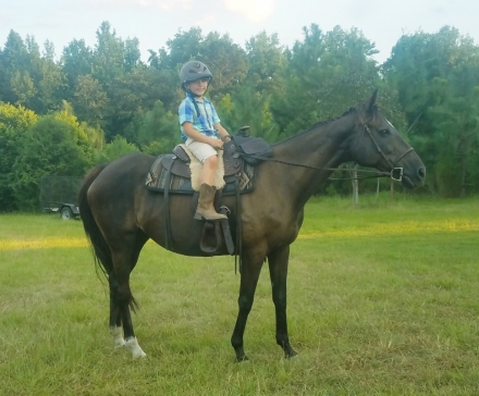 HorseID: 2245321 Prize Winning Saluki - PhotoID: 1026226