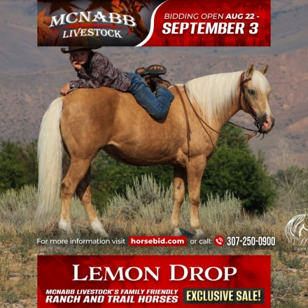 HorseID: 2246616 Lemon Drop - PhotoID: 1036978