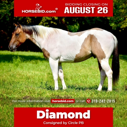 HorseID: 2246724 KINGS DIAMOND HANCOCK - PhotoID: 1028750