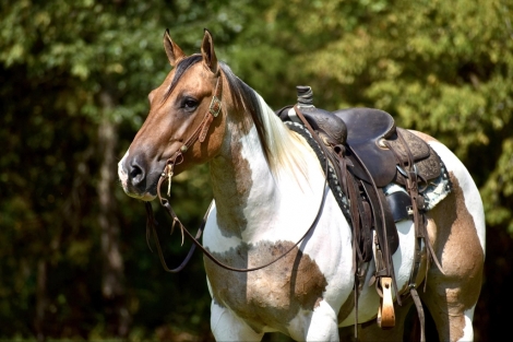 HorseID: 2246724 KINGS DIAMOND HANCOCK - PhotoID: 1028751