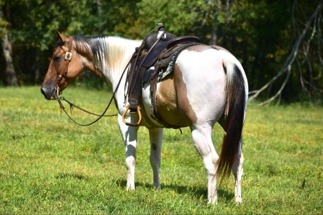 HorseID: 2246724 KINGS DIAMOND HANCOCK - PhotoID: 1028752