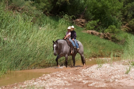 HorseID: 2246739 Little Frosty Pepto - PhotoID: 1045907