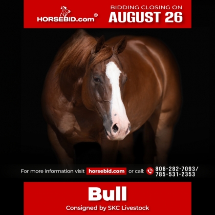 HorseID: 2246741 Dallas Herd Bull - PhotoID: 1028746