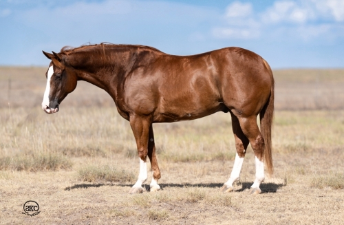 HorseID: 2246741 Dallas Herd Bull - PhotoID: 1028748