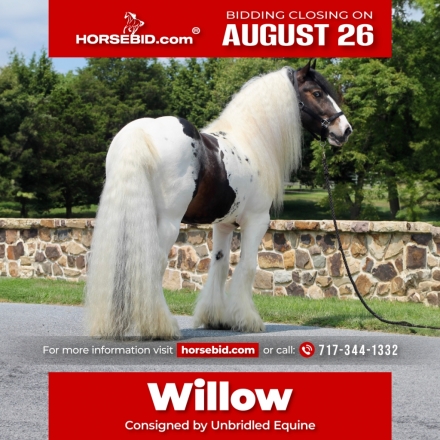 HorseID: 2247444 GWD Gypsy Willow Diesburg - PhotoID: 1042253