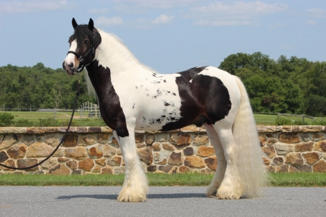 HorseID: 2247444 GWD Gypsy Willow Diesburg - PhotoID: 1045868