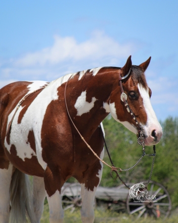 HorseID: 2247450 RP Red San Tivio - PhotoID: 1033507