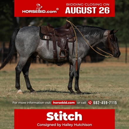 HorseID: 2247451 Stitch - PhotoID: 1033502