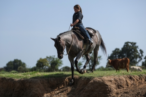 HorseID: 2247451 Stitch - PhotoID: 1045926