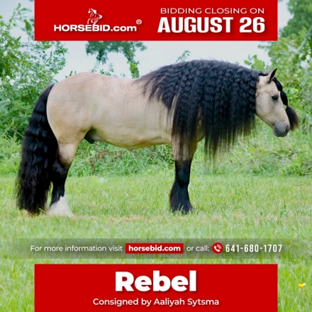 HorseID: 2247457 The Rebel - PhotoID: 1042237