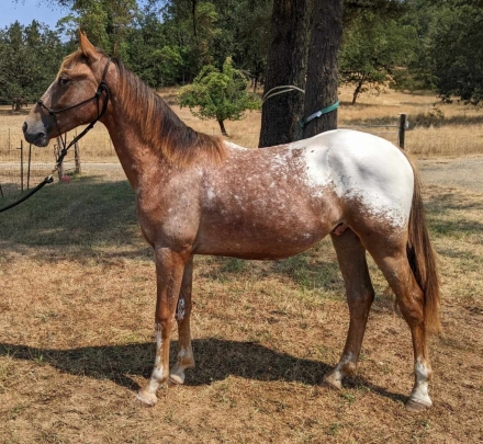 HorseID: 2248820 Tenmiles Flashy Deal - PhotoID: 1012383