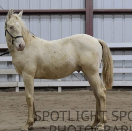 HorseID: 2249319 LDRs Arion - PhotoID: 1043821