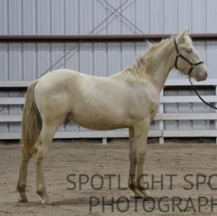 HorseID: 2249319 LDRs Arion - PhotoID: 1043822