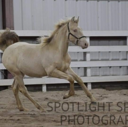 HorseID: 2249319 LDRs Arion - PhotoID: 1043823