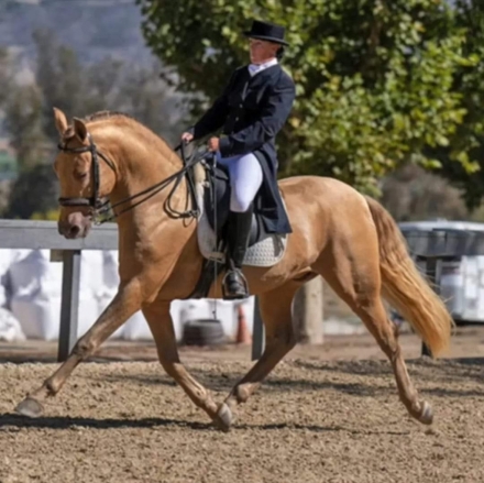 HorseID: 2249319 LDRs Arion - PhotoID: 1043824