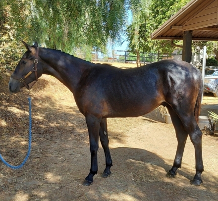 HorseID: 2249435 Diam de Cali KC - PhotoID: 1052866