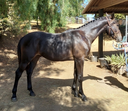 HorseID: 2249435 Diam de Cali KC - PhotoID: 1052867