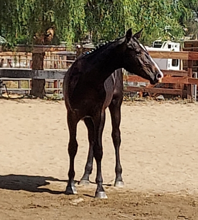 HorseID: 2249435 Diam de Cali KC - PhotoID: 1052869