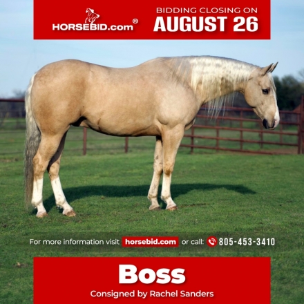 HorseID: 2249908 HF BIG TICKET - PhotoID: 1028770